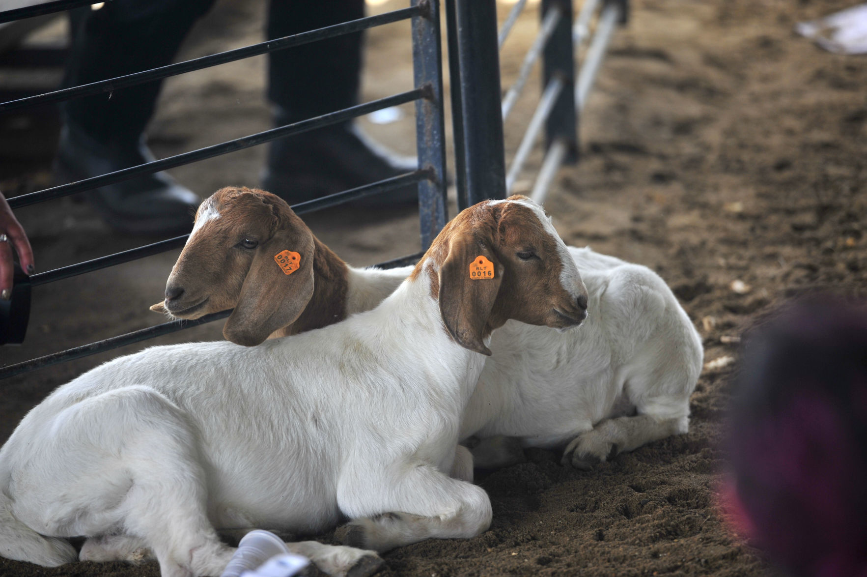 CHARLESTON GOAT YOGA 15 (06/22/19)